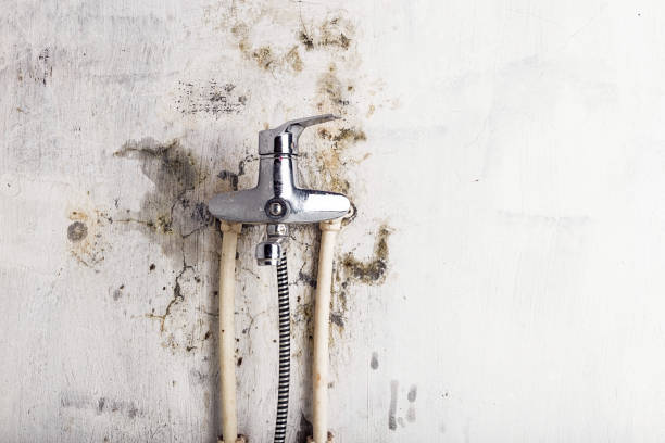 Best Certified Mold Removal  in Greeley, CO