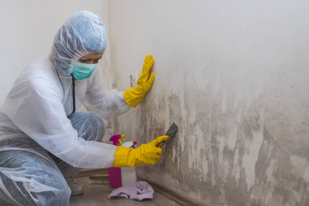 Certified Mold Removal in Greeley, CO