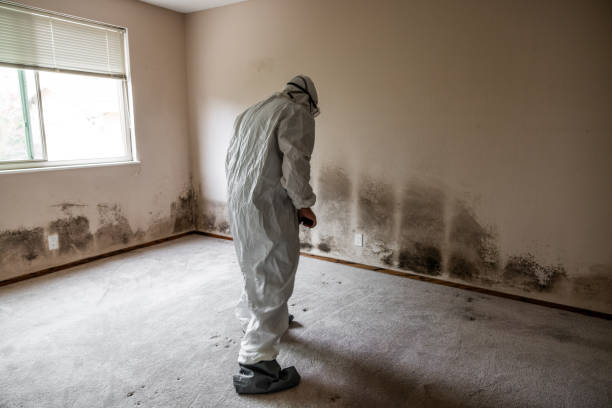 Best Home Mold Removal  in Greeley, CO