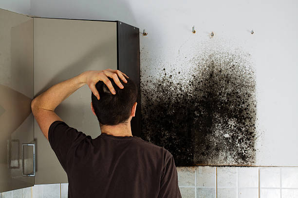 Best Same-Day Mold Removal  in Greeley, CO